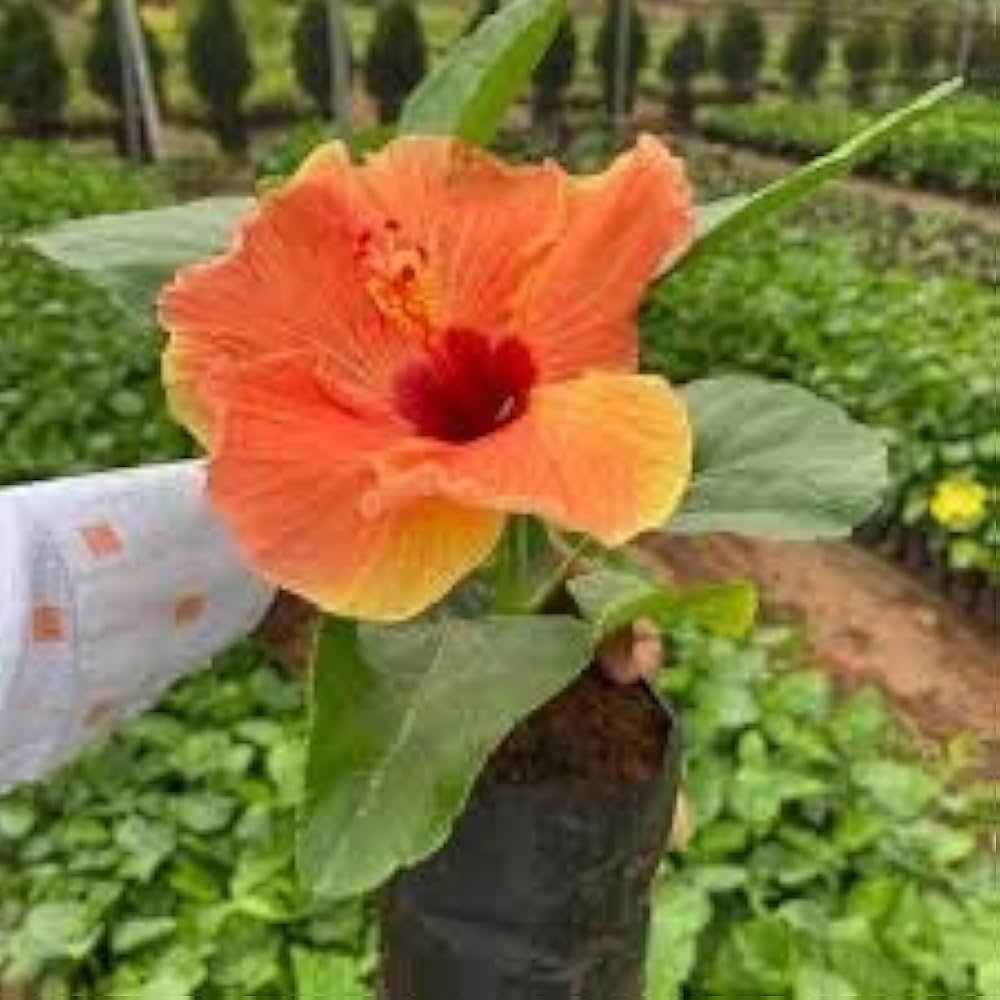 Hibiscus (flower orange red giant) for planting in garden